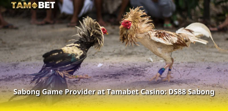 Sabong Game Provider at Tamabet Casino: DS88 Sabong