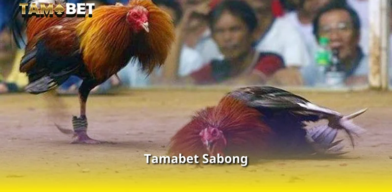 Tamabet Sabong