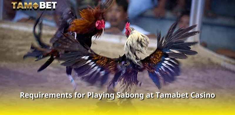 Requirements for Playing Sabong at Tamabet Casino